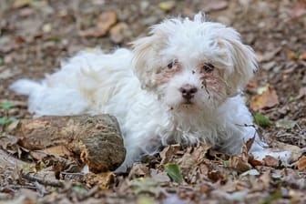 Sichergestellter Hund (Symbolfoto): Das Tierheim in Bergedorf hat die Tiere bei sich aufgenommen. Nicht alle Vierbeiner haben überlebt.