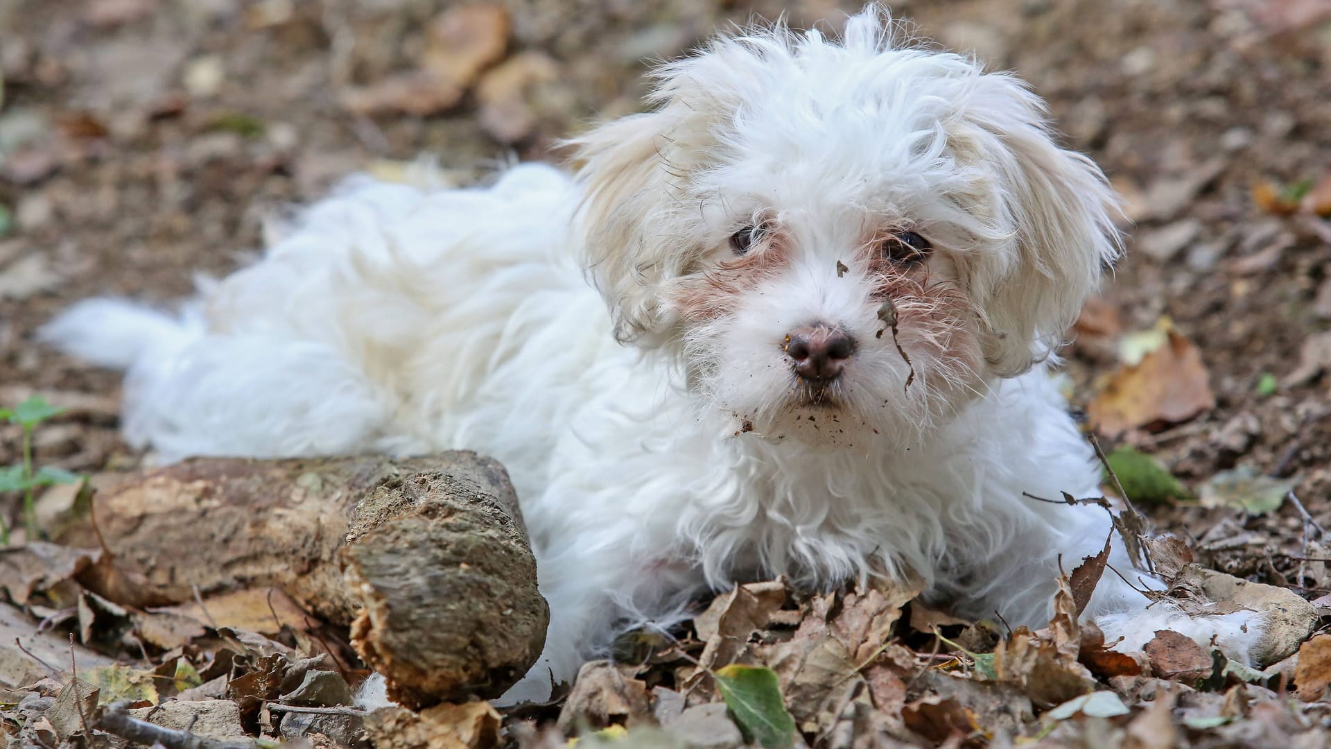 Sichergestellter Hund (Symbolfoto): Das Tierheim in Bergedorf hat die Tiere bei sich aufgenommen. Nicht alle Vierbeiner haben überlebt.