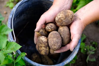 Kartoffeln im Eimer anbauen: Durch diese Anbautechnik können Sie Ihr Gemüse vor Schädlingen schützen.