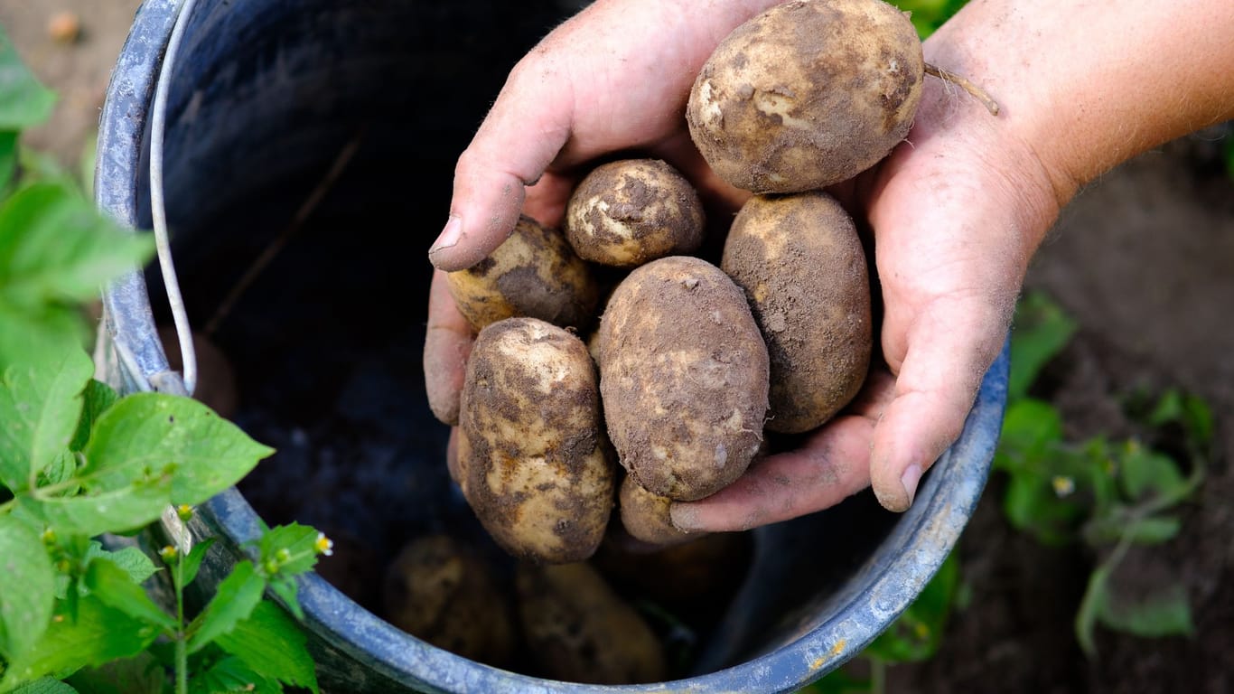 Kartoffeln im Eimer anbauen: Durch diese Anbautechnik können Sie Ihr Gemüse vor Schädlingen schützen.