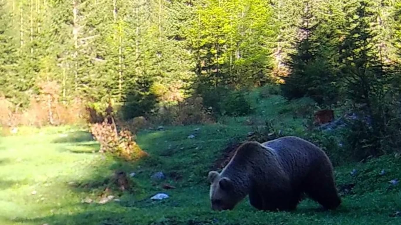 Dieses Foto könnte den neuen Bären zeigen: Es wurde Ende März in Scharnitz, unweit Mittenwald, im Karwendel aufgenommen