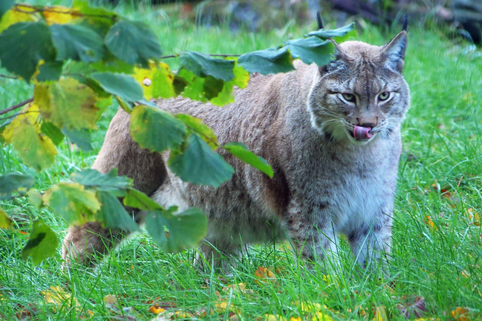 Ein Nordluchs streift über eine Wiese (Archivbild): Dem Harzer Ort Braunlage hat ein Luchs einen Besuch abgestattet.