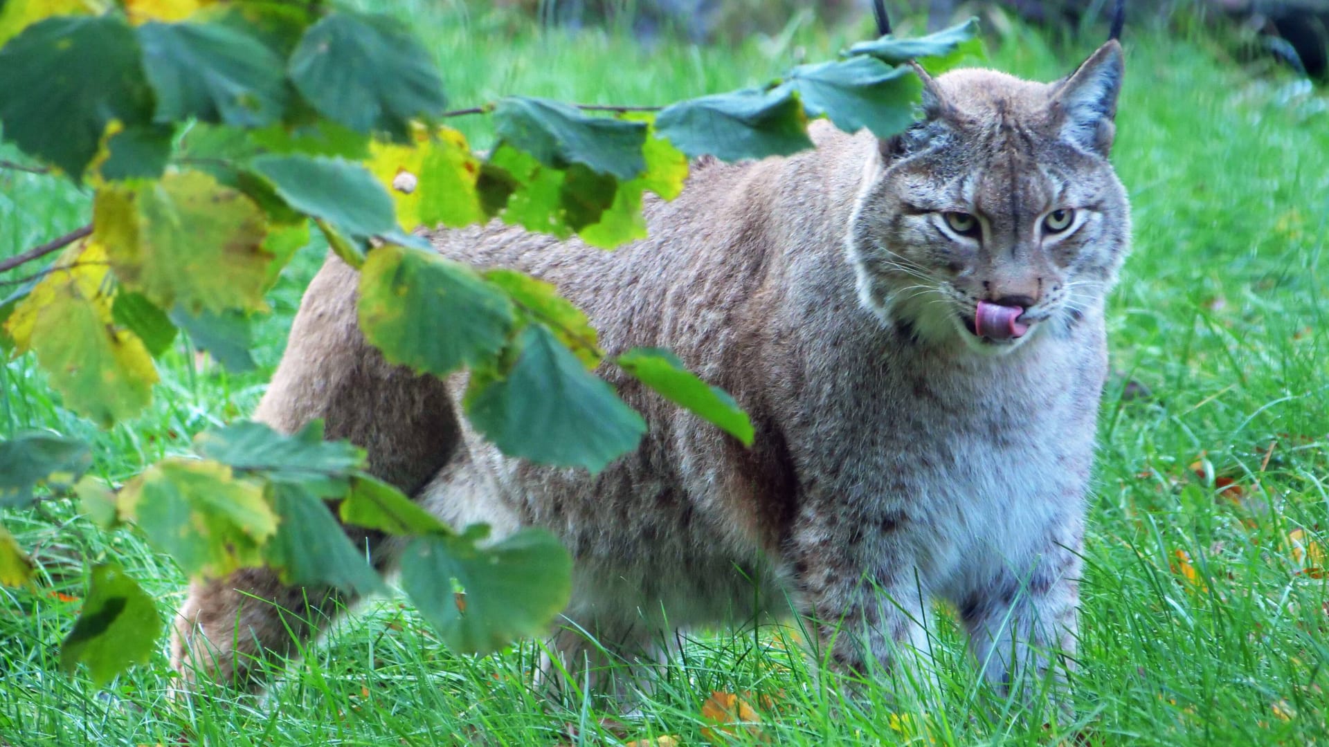 Ein Nordluchs streift über eine Wiese (Archivbild): Dem Harzer Ort Braunlage hat ein Luchs einen Besuch abgestattet.