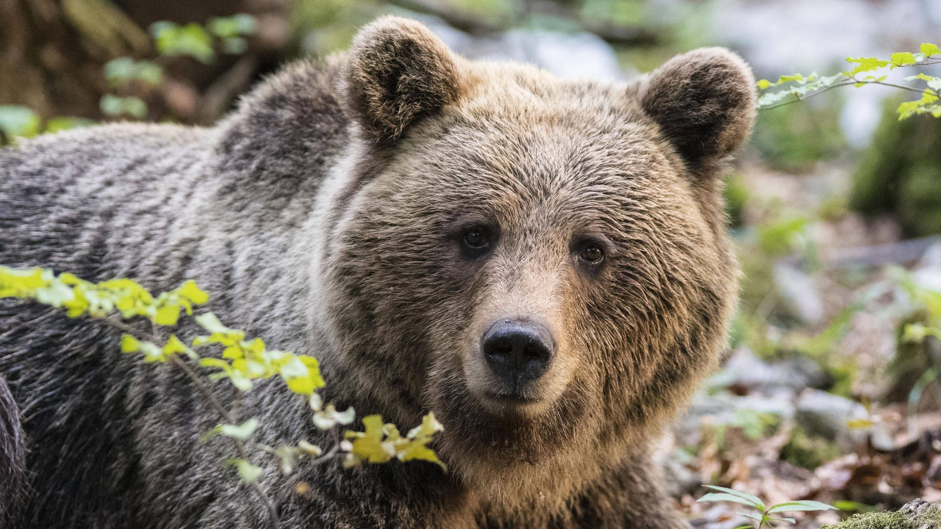 Ein Braunbär: Bei Rosenheim wurden Spuren des Tieres gesichert.