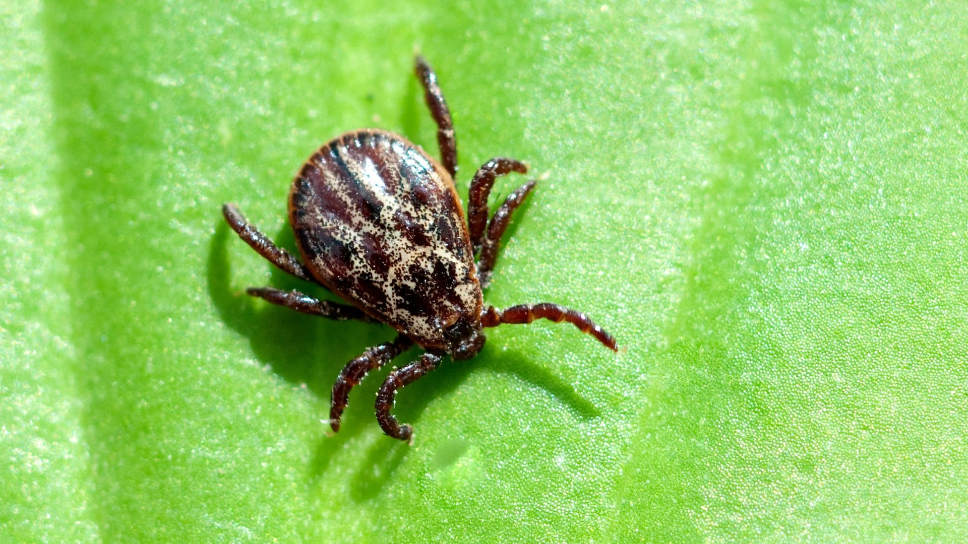 Zecke auf einem Blatt: Beißen oder stechen die Parasiten?