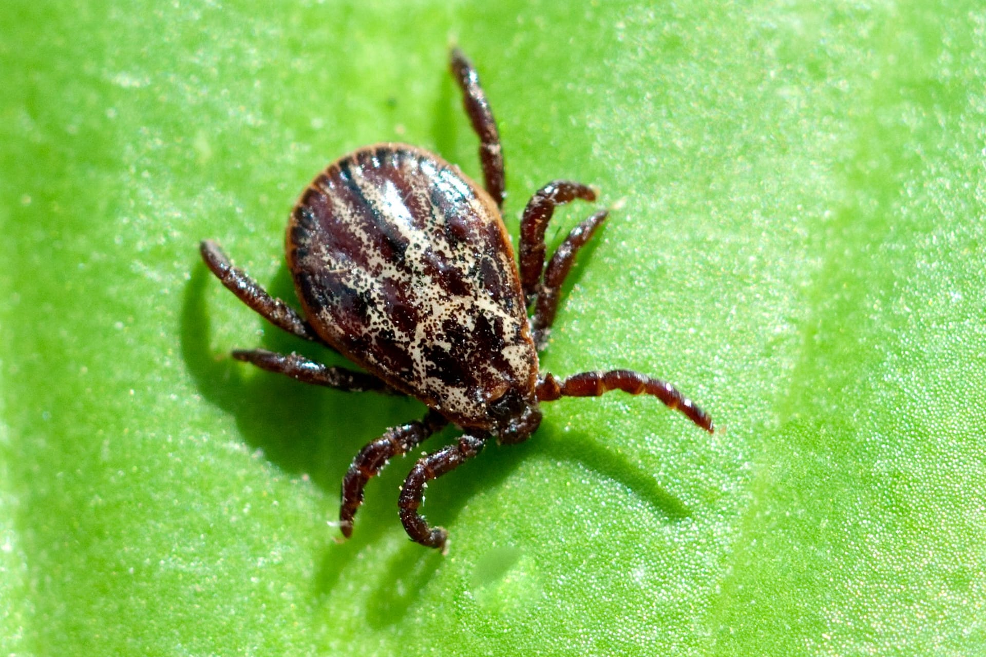 Zecke auf einem Blatt: Beißen oder stechen die Parasiten?