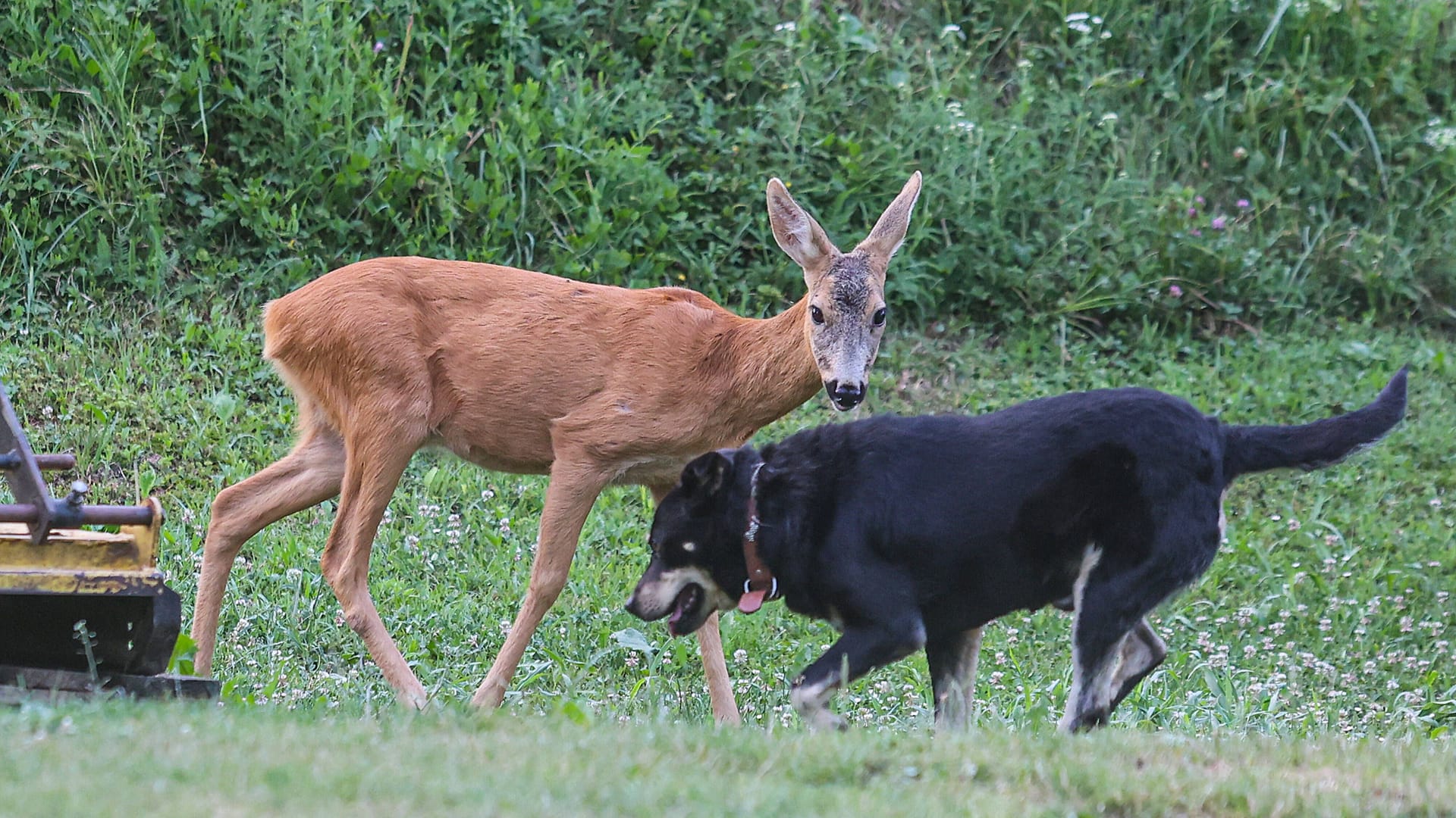 Ein Hund und ein Reh (Symbolbild): Für das angegriffene Tier kam jede Hilfe zu spät. Ein Hund und ein Reh (Symbolbild): Für das angegriffene Tier kam jede Hilfe zu spät.