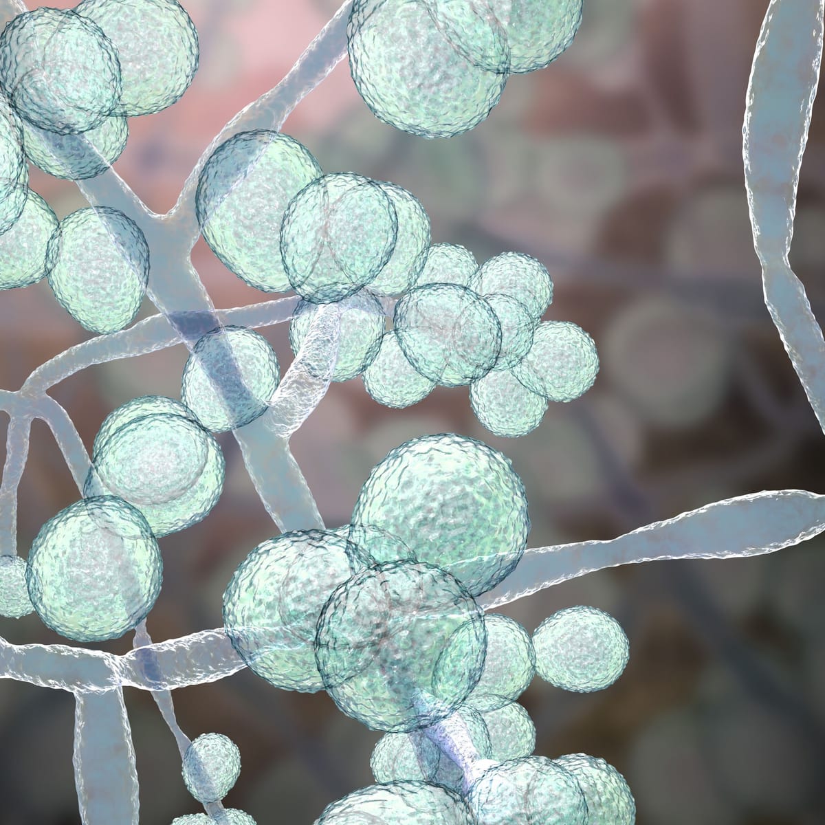 WHO warnt vor Hefepilz Candida auris – Wer besonders gefährdet ist