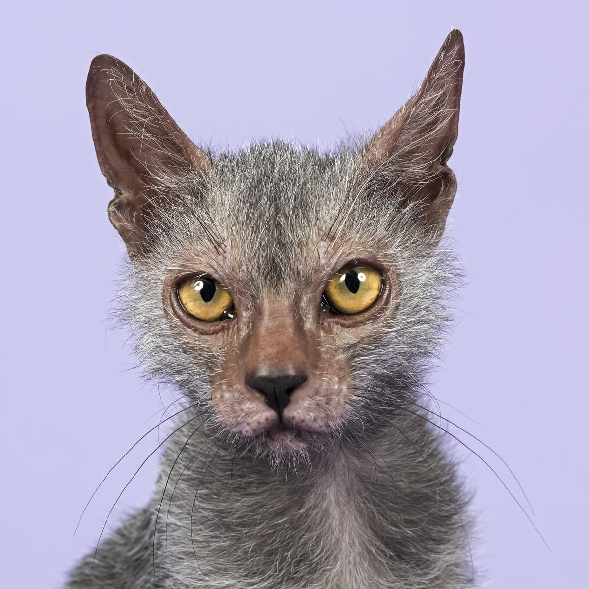 Lykoi: Die Werwolfkatze wurde durch das Internet berühmt