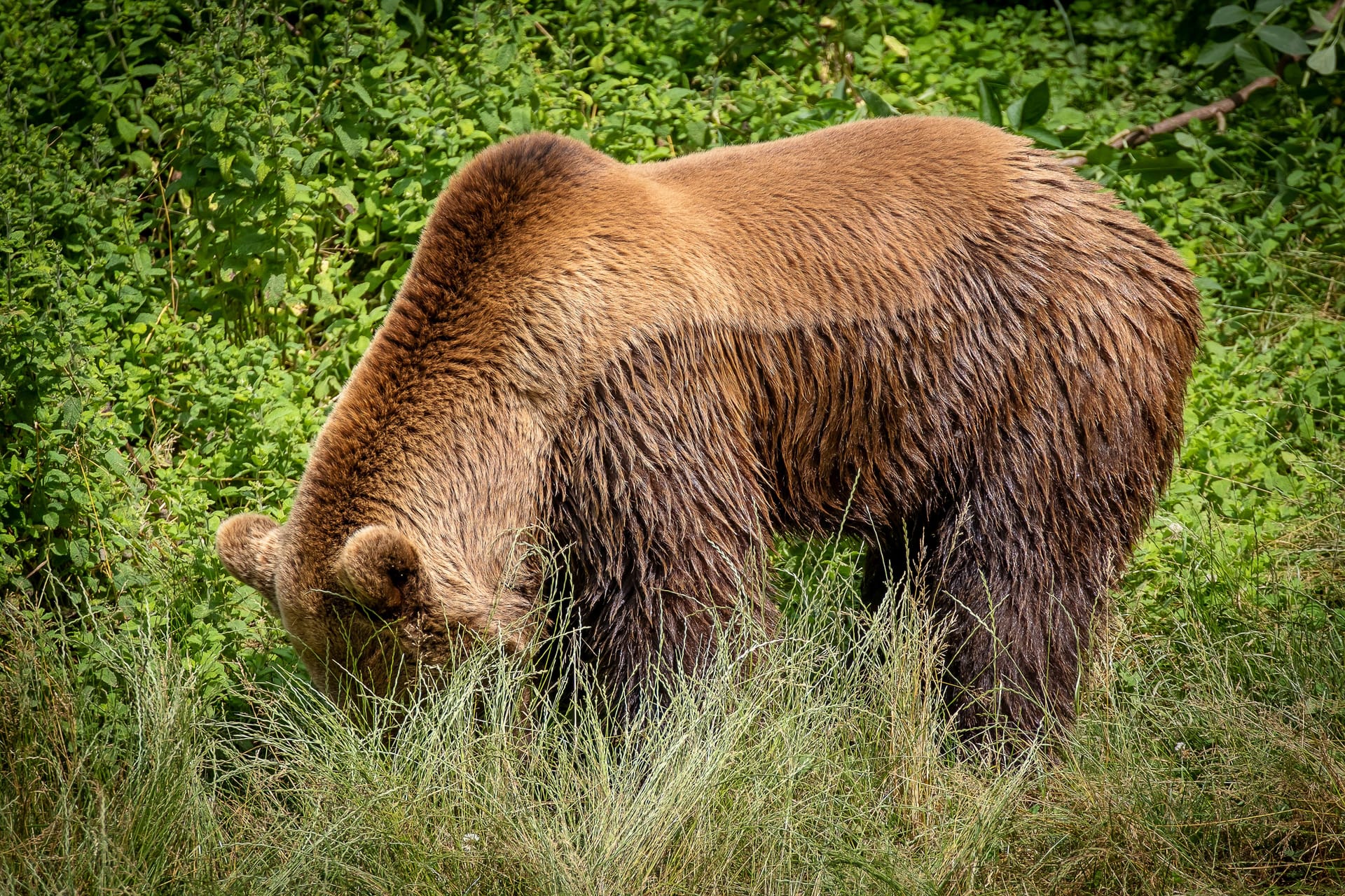 Ein Braunbär in Spanien (Symbolbild): Auch in Oberbayern wurden nun Spuren eines wilden Tieres entdeckt.