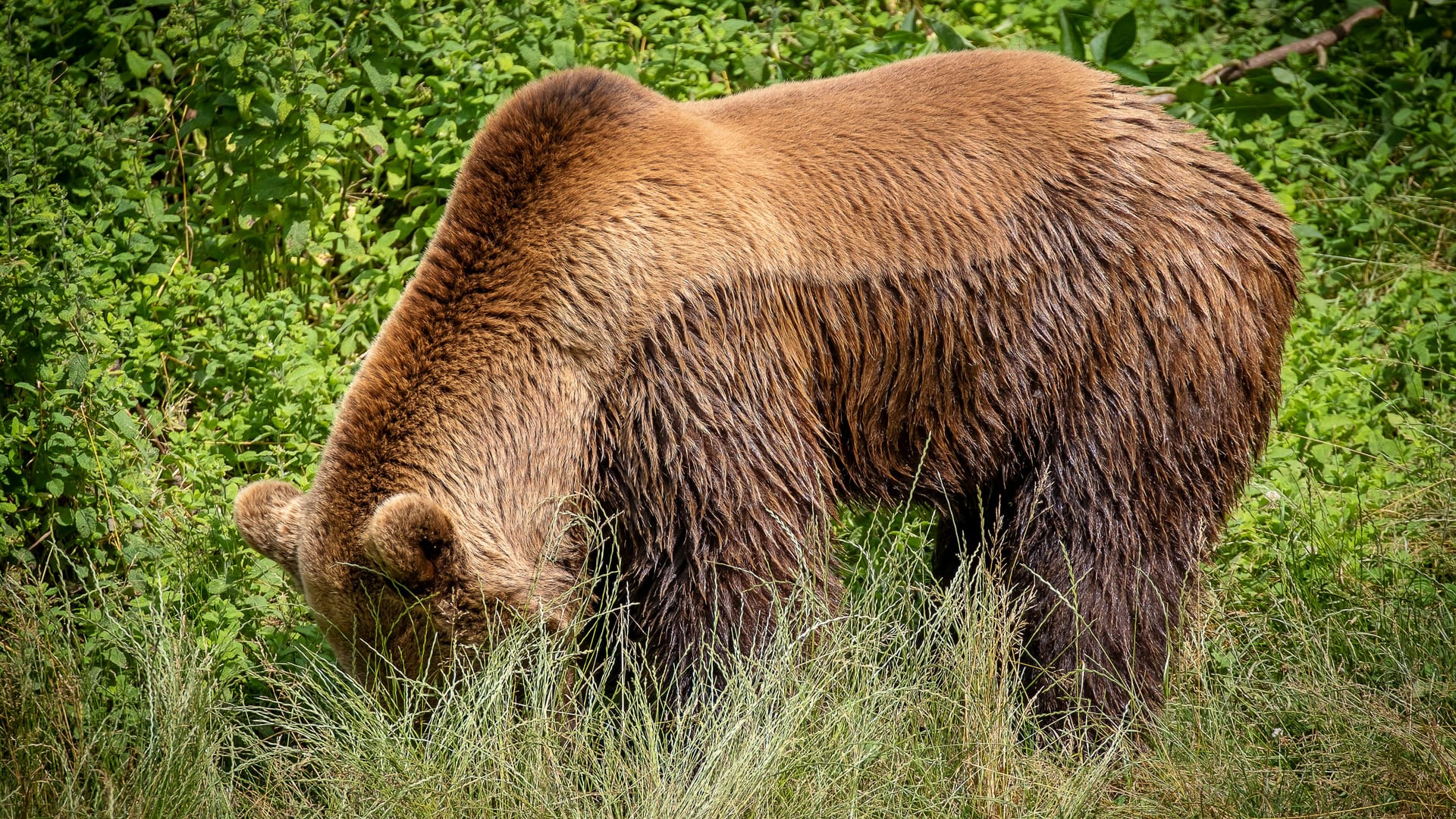 Ein Braunbär in Spanien (Symbolbild): Auch in Oberbayern wurden nun Spuren eines wilden Tieres entdeckt.