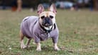 Eine Französische Bulldogge in Hamburg: Seit 2012 hat sich die Zahl der Hunde in Hamburg fast verdoppelt.