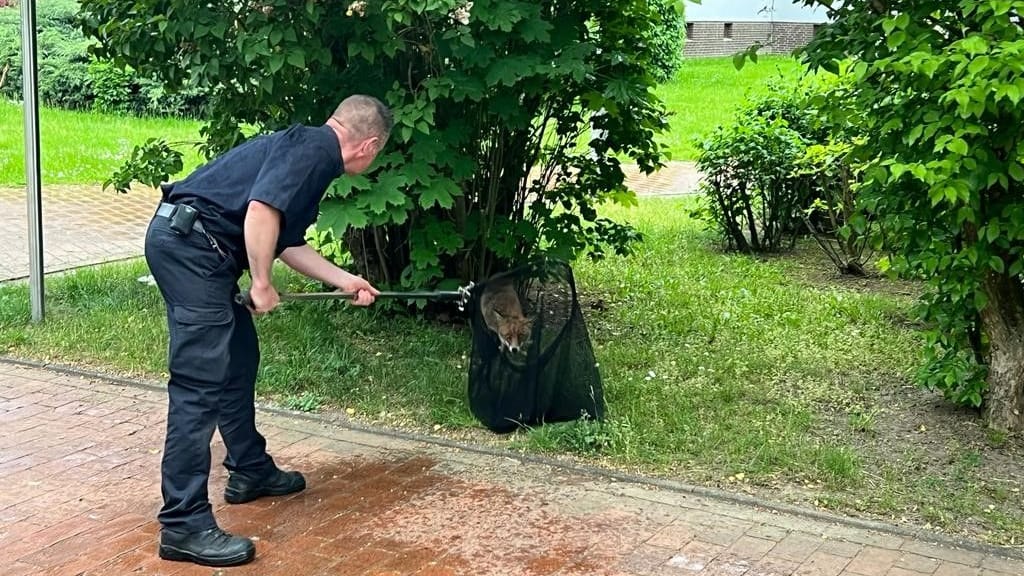 Netz statt Pfeil: Der Fuchs ließ sich ohne Widerstand einfangen.