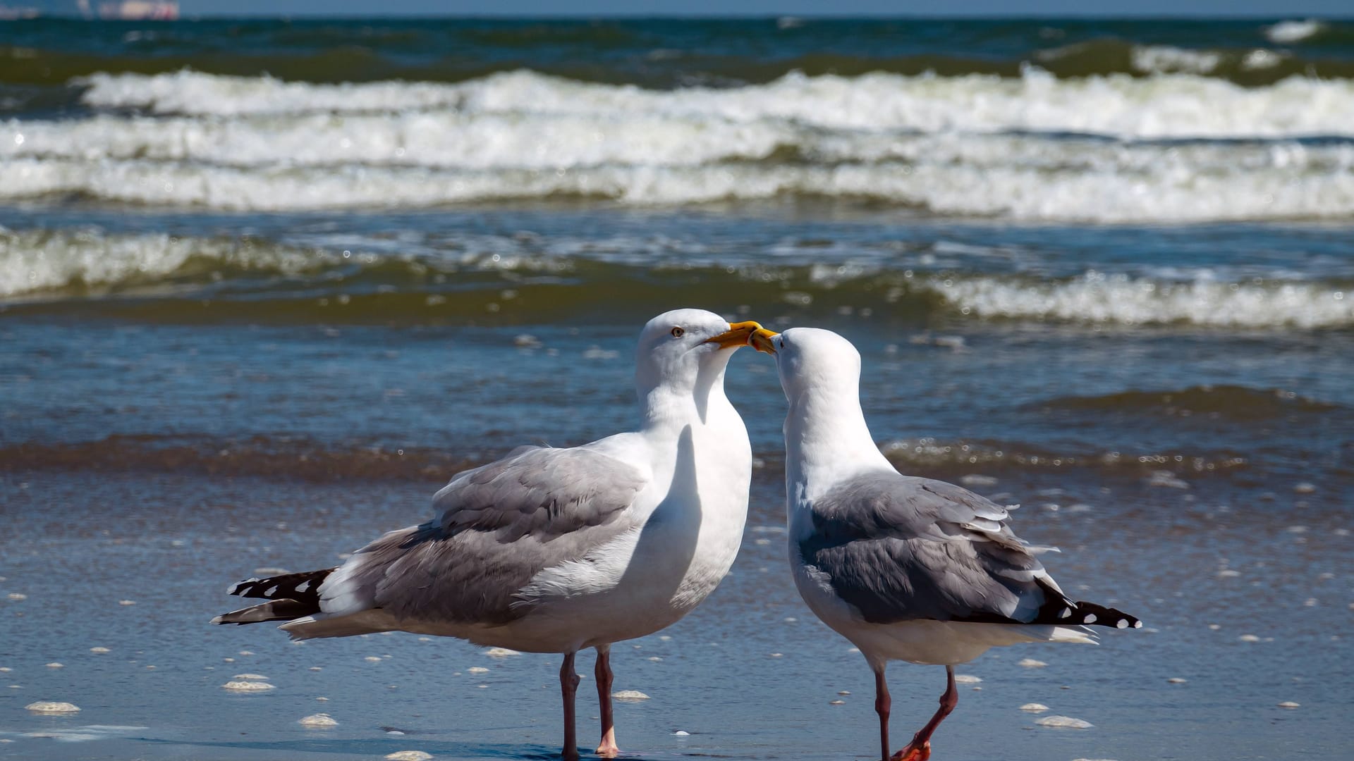 Zwei Möwen am Strand (Archivbild): In Mecklenburg-Vorpommern sind Dutzende Möwen gestorben.