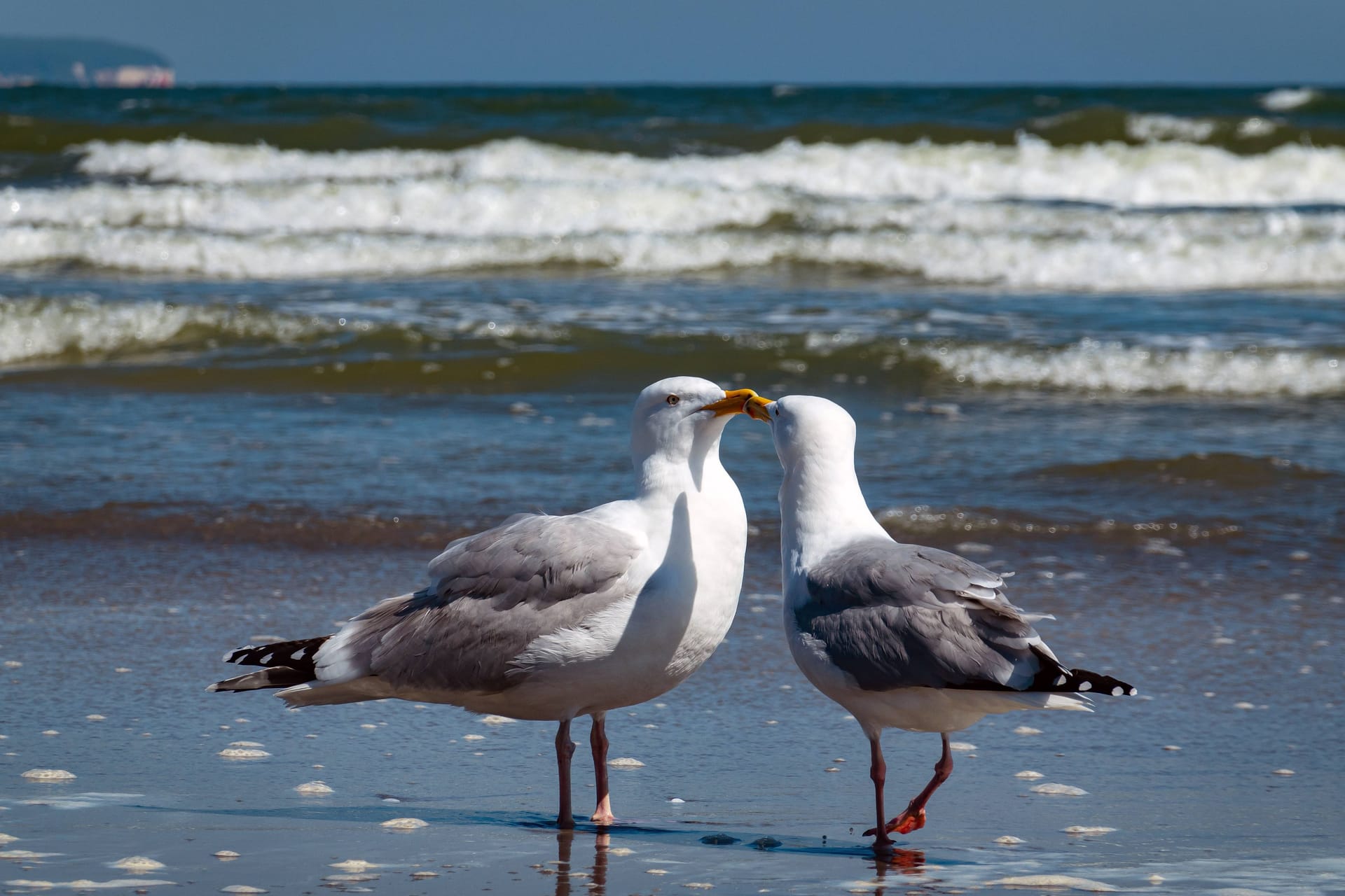 Zwei Möwen am Strand (Archivbild): In Mecklenburg-Vorpommern sind Dutzende Möwen gestorben.