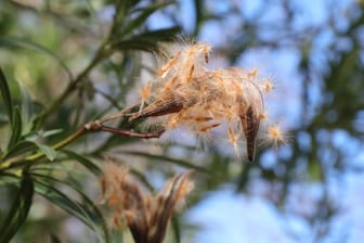Die Samen für die Aussaat von Oleander befinden sich in den länglichen Kapseln, die ab Juli/August reifen.