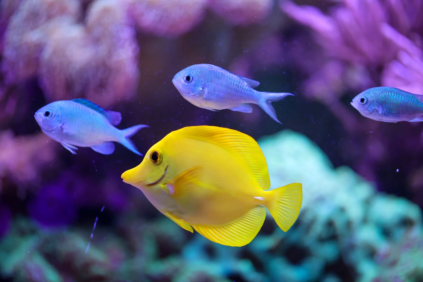 Fische in einem Aquarium: Eine enge Bindung lässt sich zu Fischen eher nicht herstellen, dafür können sie für viel Freude beim Beobachten sorgen.