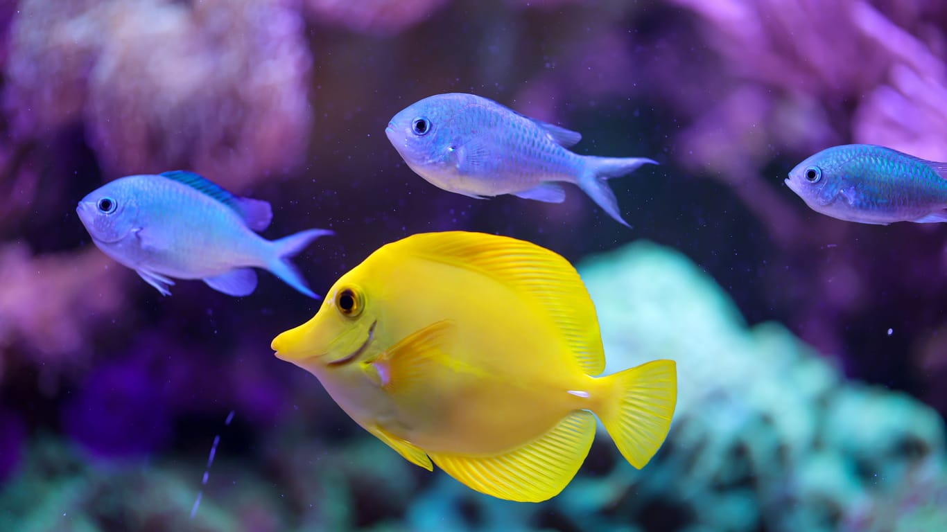 Fische in einem Aquarium: Eine enge Bindung lässt sich zu Fischen eher nicht herstellen, dafür können sie für viel Freude beim Beobachten sorgen.