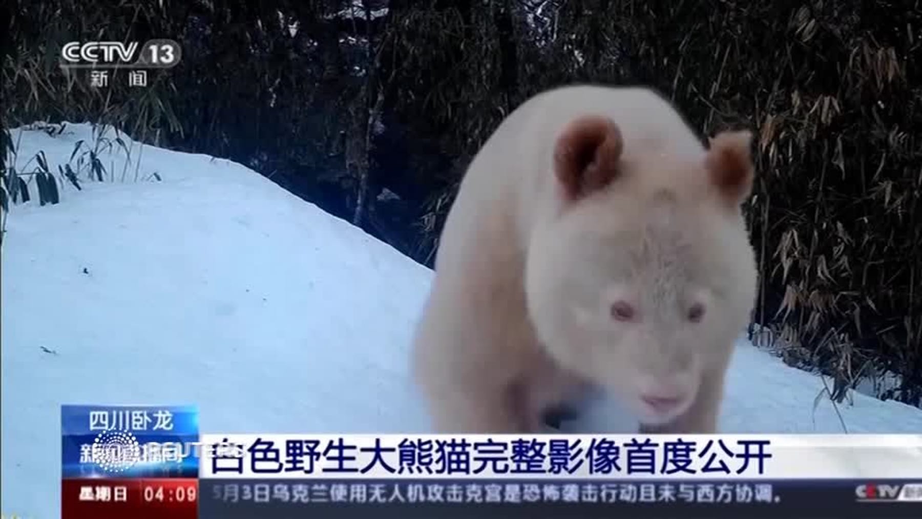 Forscher filmen einzigartigen AlbinoPanda