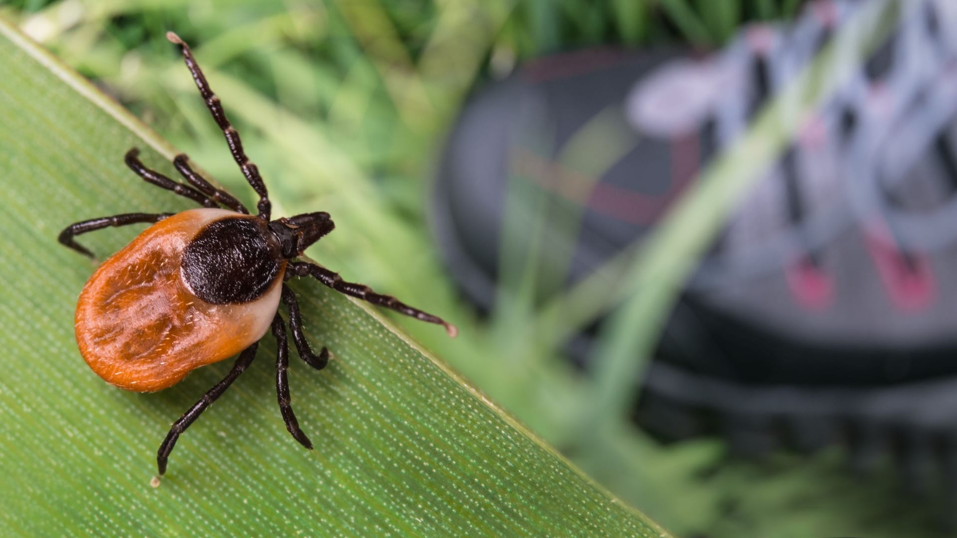 Der gemeine Holzbock (Ixodes ricinus) oder auch rote Zecke genannt, hat es besonders auf Menschen und Haustiere abgesehen.