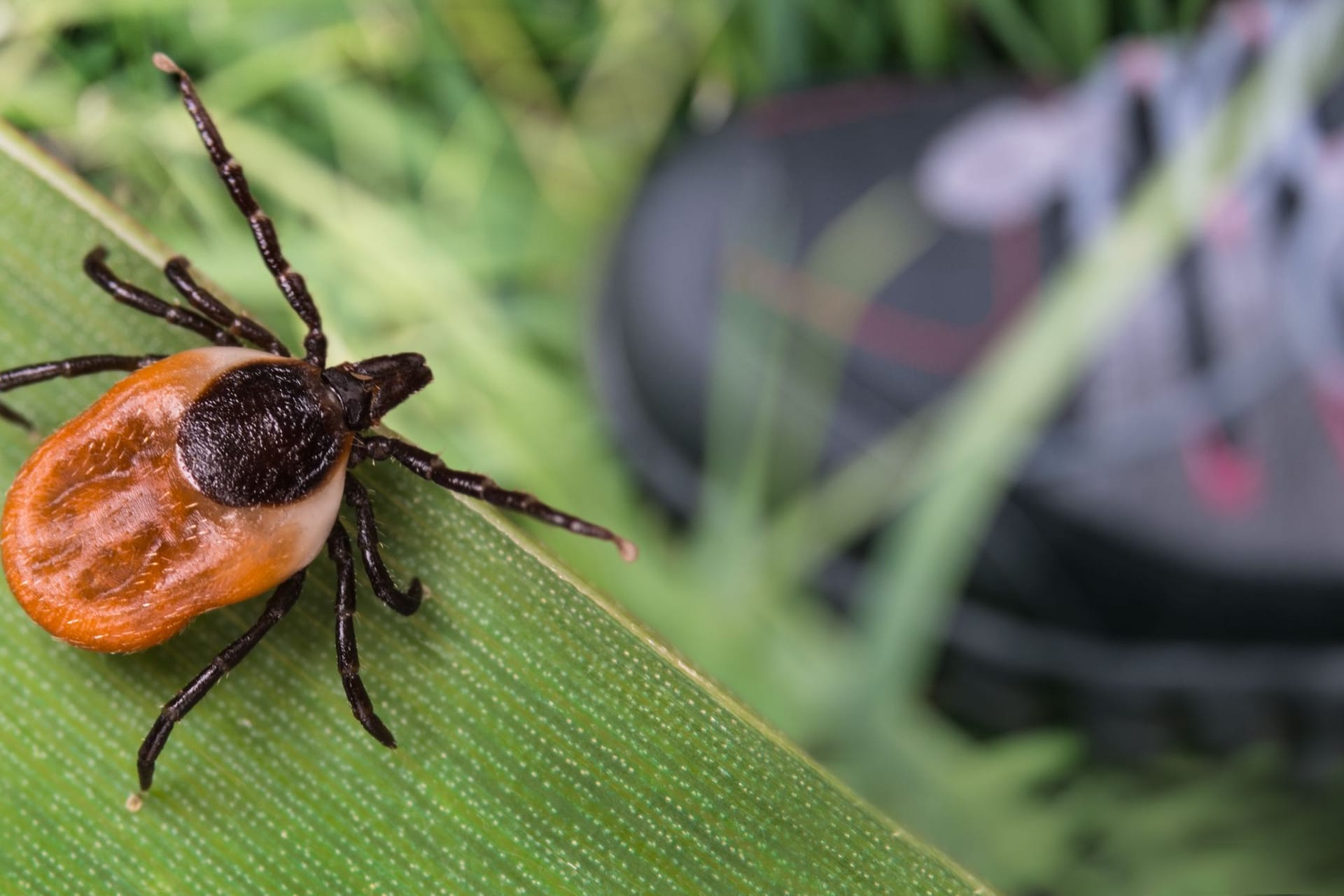 Der gemeine Holzbock (Ixodes ricinus) oder auch rote Zecke genannt, hat es besonders auf Menschen und Haustiere abgesehen.