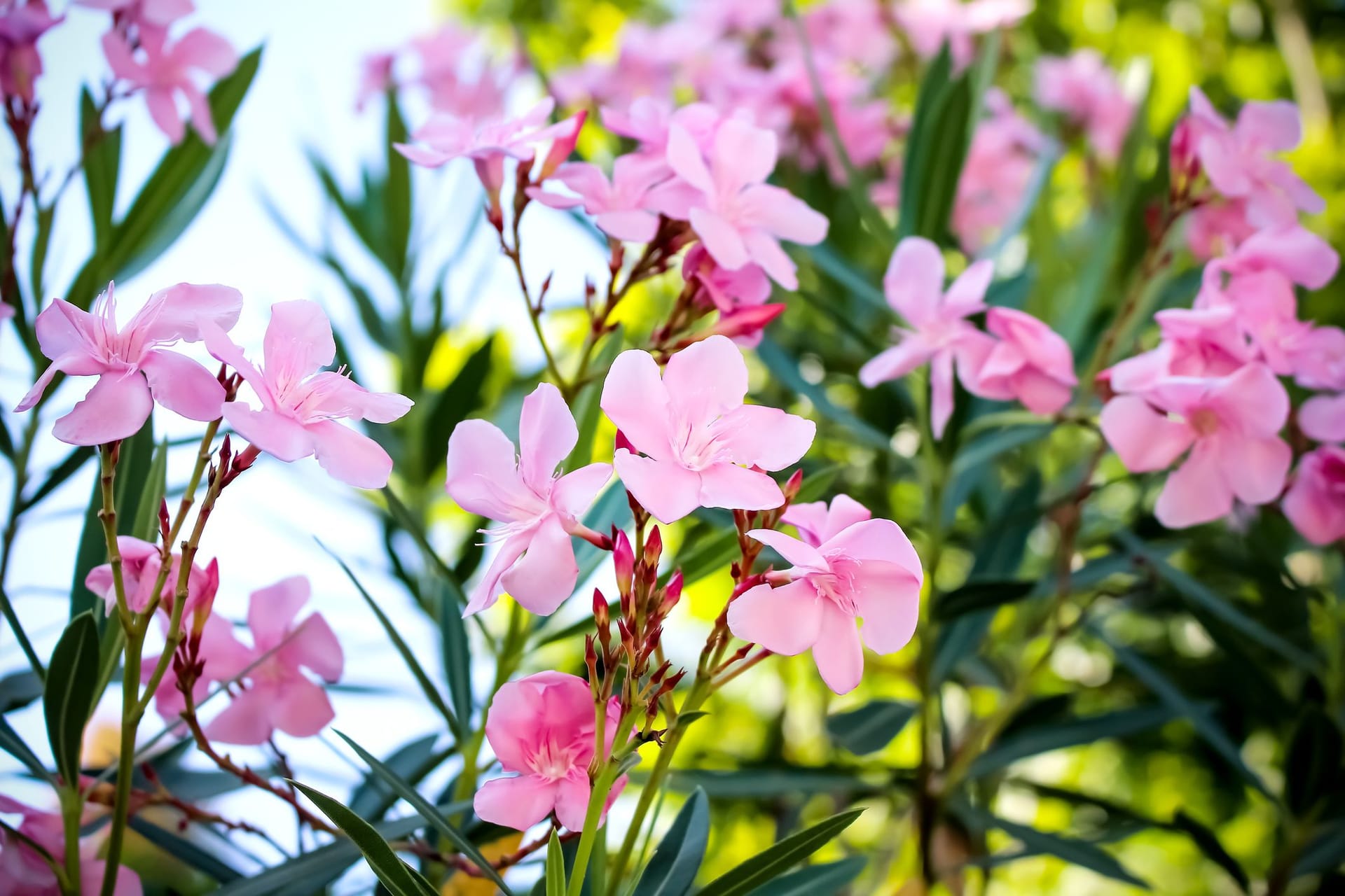 Viele Sonnenstunden im Sommer lassen den Oleander prächtig blühen.