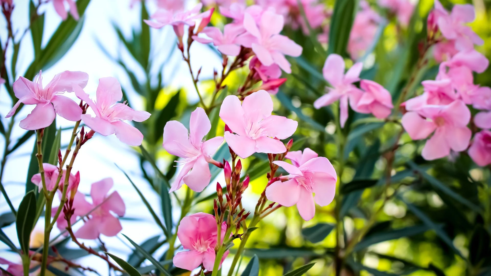 Viele Sonnenstunden im Sommer lassen den Oleander prächtig blühen.