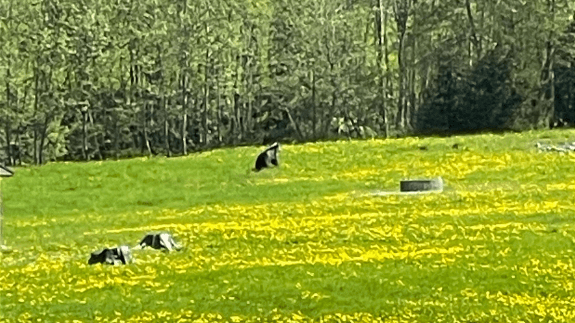 Nur im Hintergrund zu sehen: Der Braunbär im Oberallgäu auf einem Foto vom Montag. Nur im Hintergrund zu sehen: Der Braunbär im Oberallgäu auf einem Foto vom Montag.