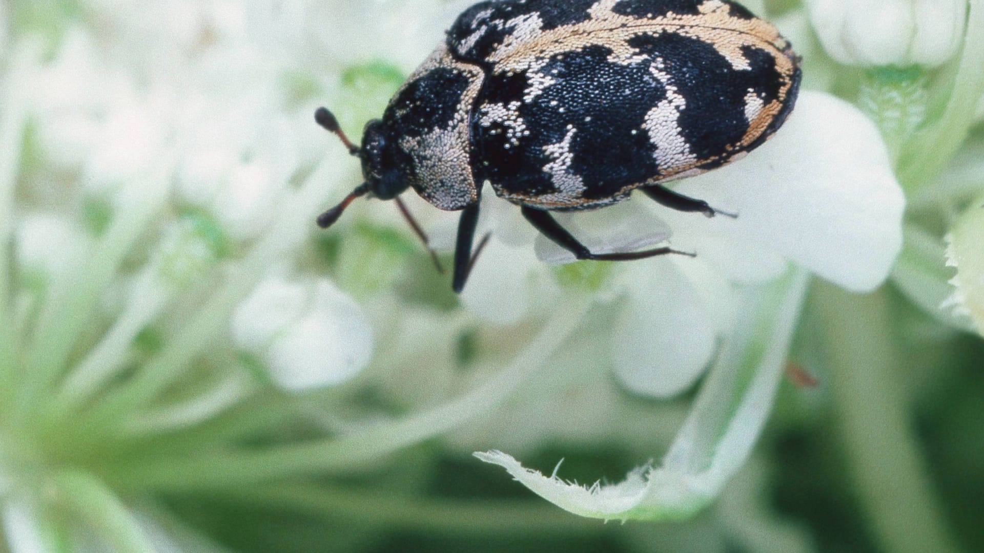 Kabinettkäfer (Anthrenus scrophulariae) auf einer Blüte: Der Schädling ist nur wenige Millimeter groß.