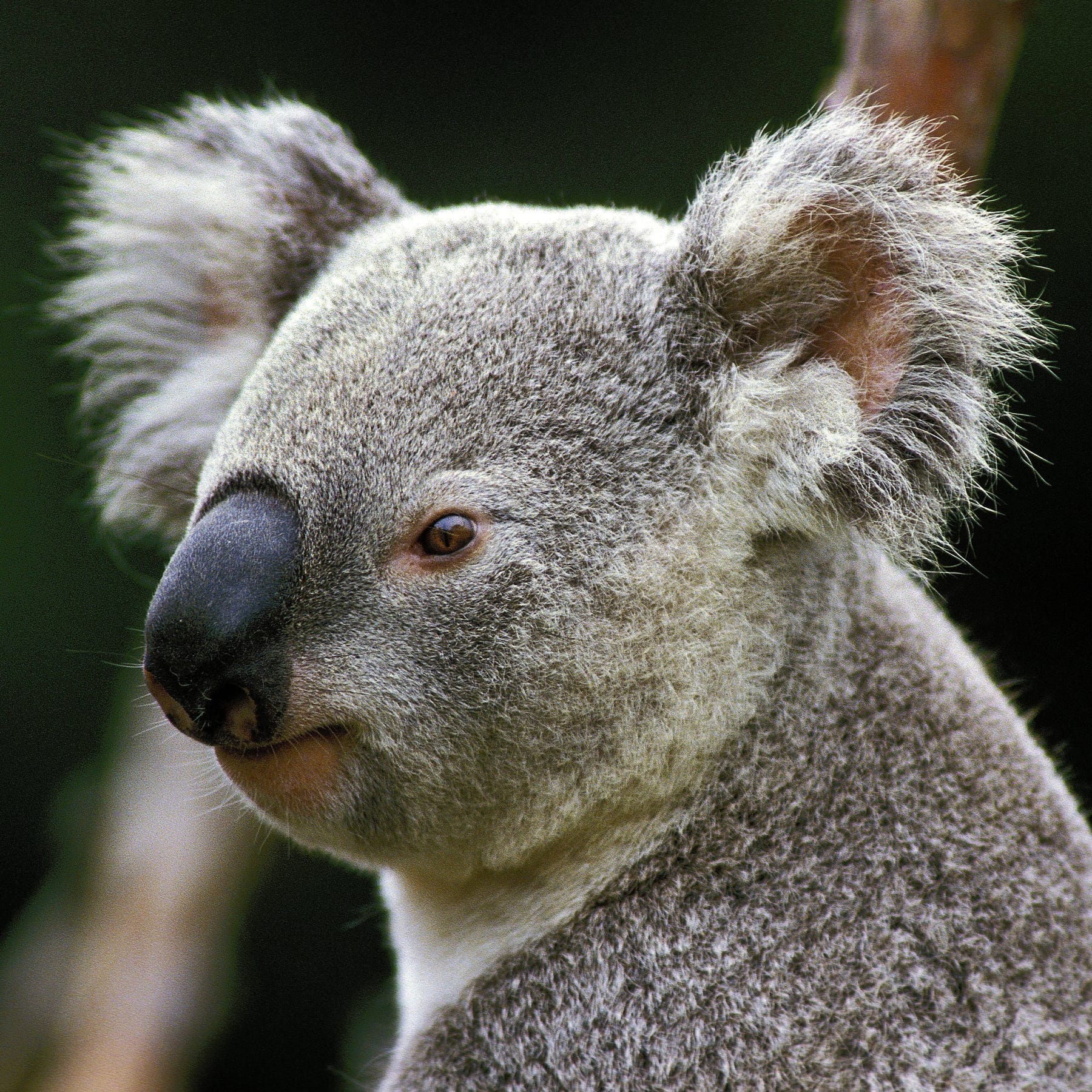 Koalas are dying from chlamydia. A new vaccine effort is trying to save  them