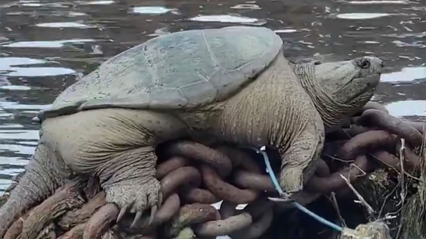 Fette Schnappschildkröte: Ein Video des US-Amerikaners Joey Santore von einer dicken Schildkröte im Chicago River fasziniert tausende Userinnen und User bei Twitter.