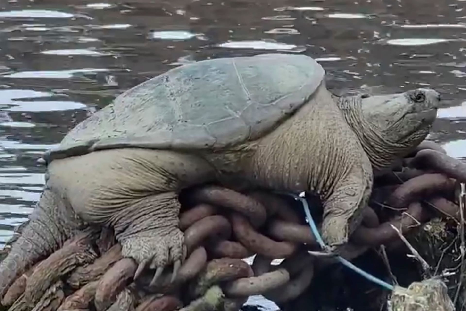 Fette Schnappschildkröte: Ein Video des US-Amerikaners Joey Santore von einer dicken Schildkröte im Chicago River fasziniert tausende Userinnen und User bei Twitter.