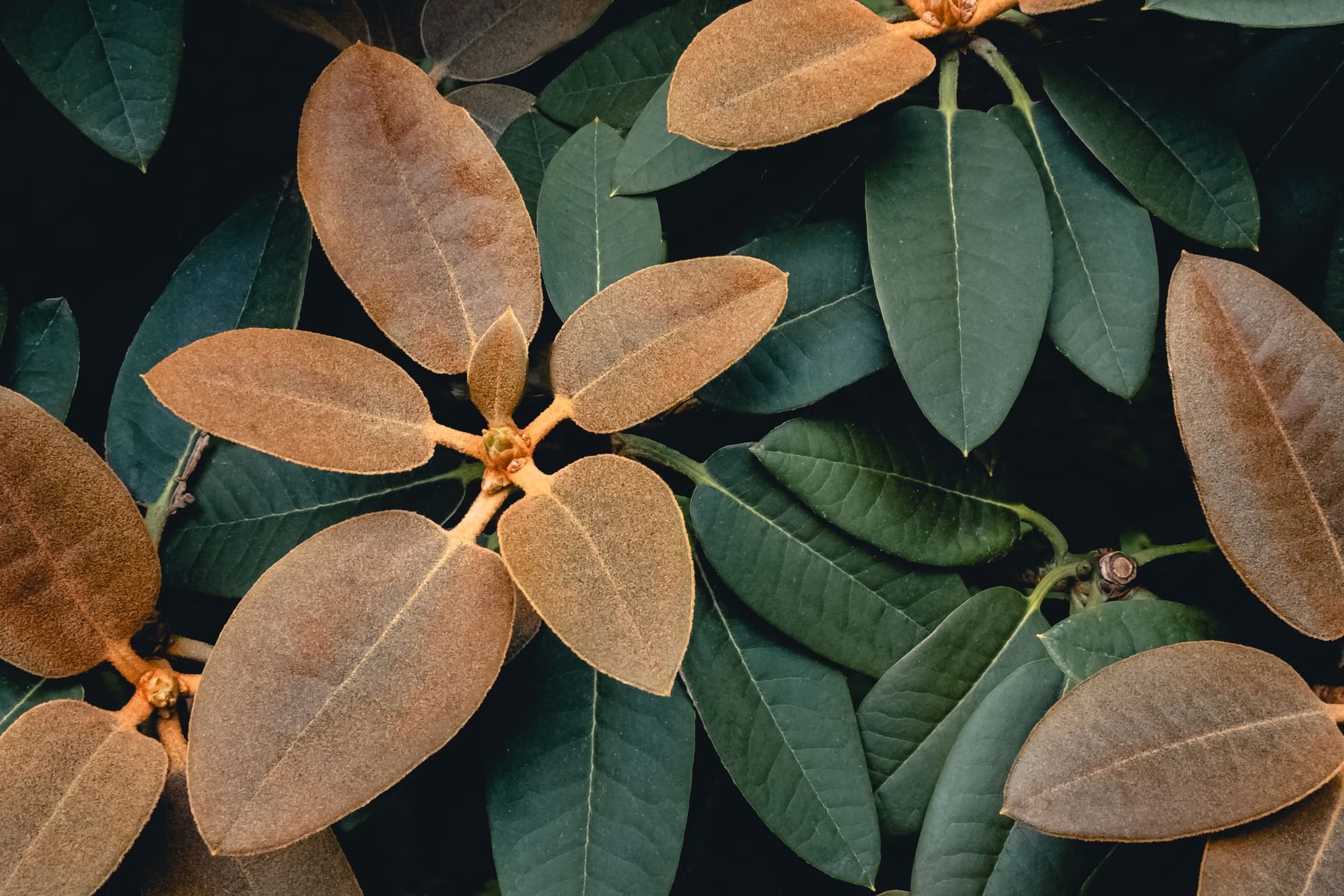 Braune Flecken oder Blattränder am Rhododendron sind ein erster Warnhinweis und sollten ernst genommen werden.