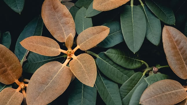 Rhododendron Ursachen für braune Blätter erkennen und handeln