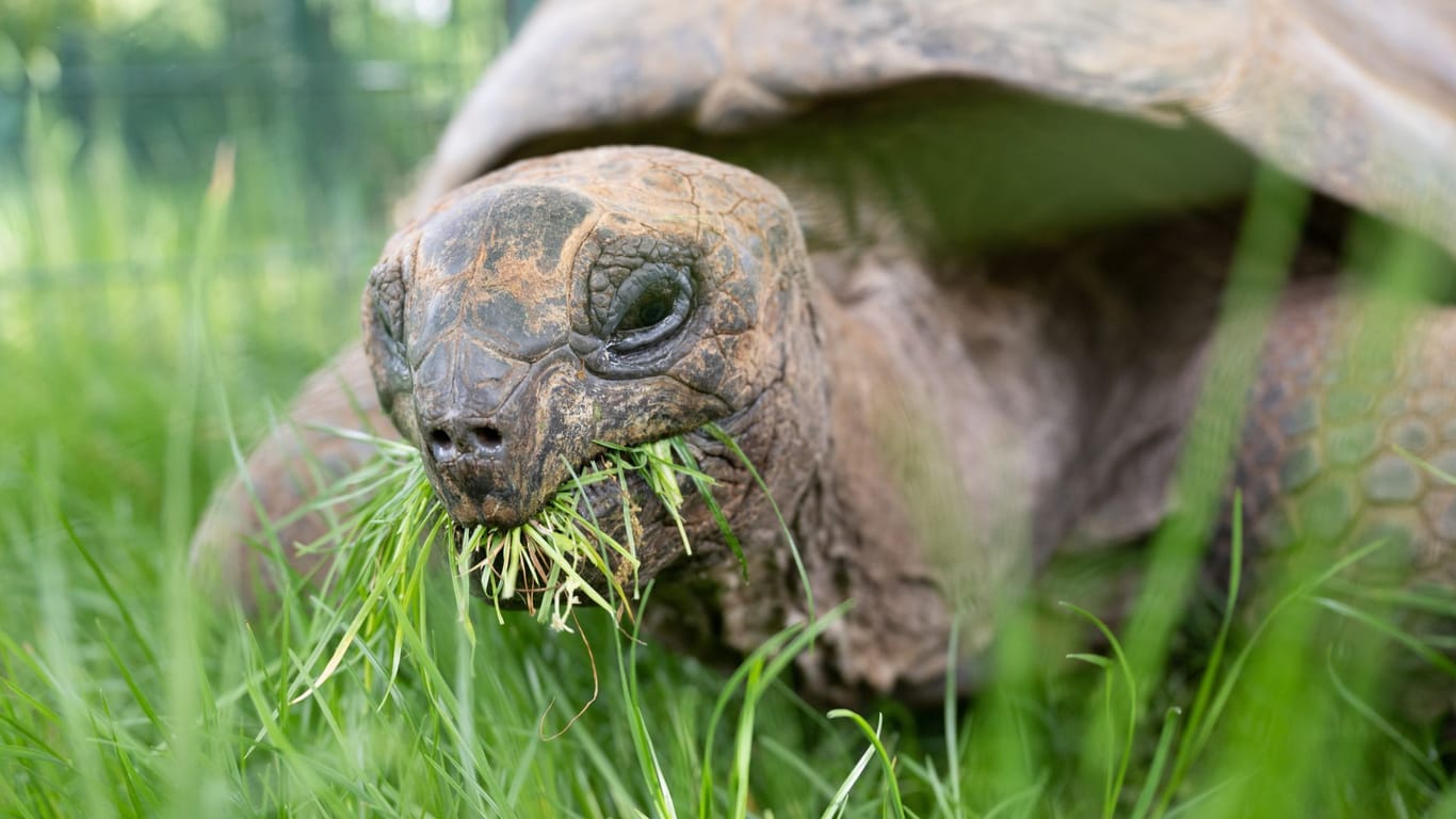 Umzug der Riesenschildkröten - Zoo Dresden