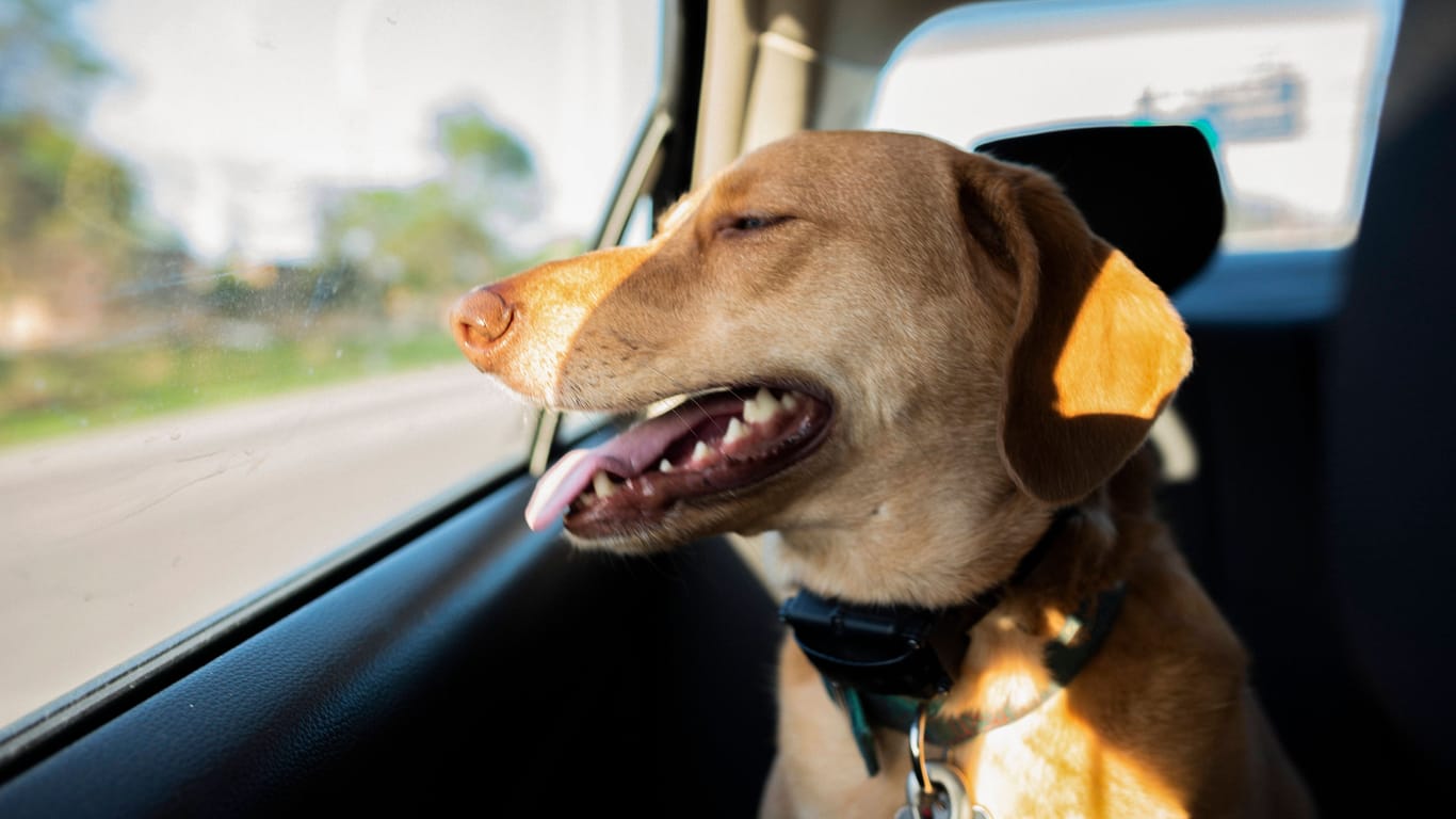 Ein Hund sitzt bei Sonnenschein in einem Auto (Symbolbild): Immer wieder lassen Tierhalter ihre Haustiere bei hohen Temperaturen in Fahrzeugen.