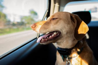 Ein Hund sitzt bei Sonnenschein in einem Auto (Symbolbild): Immer wieder lassen Tierhalter ihre Haustiere bei hohen Temperaturen in Fahrzeugen. Ein Hund sitzt bei Sonnenschein in einem Auto (Symbolbild): Immer wieder lassen Tierhalter ihre Haustiere bei hohen Temperaturen in Fahrzeugen.