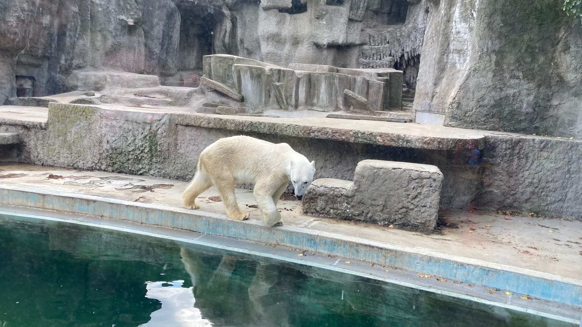 2023-04-21-Eisbaer-Fiete-Zoo-Ungarn-Budapest-15-c-PETA-D 2023-04-21-Eisbaer-Fiete-Zoo-Ungarn-Budapest-15-c-PETA-D