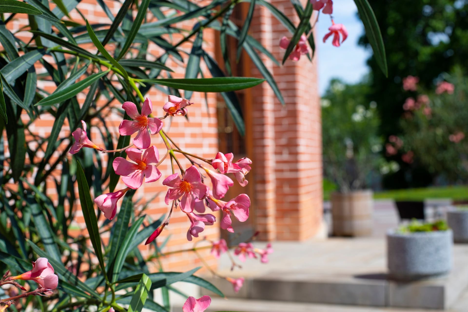 Die schlanken grünen Blätter und die leuchtenden Blüten des Oleanders schmücken Garten, Balkon und Terrasse.