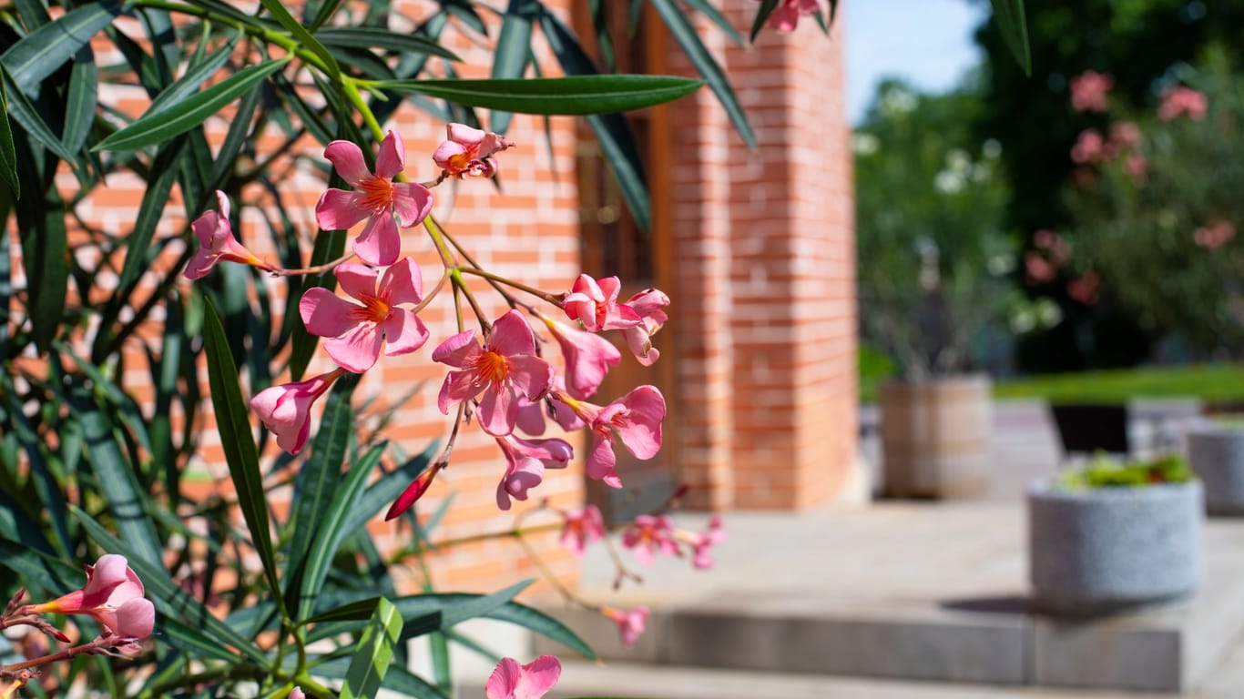 Die schlanken grünen Blätter und die leuchtenden Blüten des Oleanders schmücken Garten, Balkon und Terrasse.
