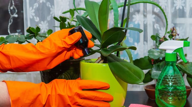 Orchideen düngen Natürliche Hausmittel lassen Blüten gedeihen