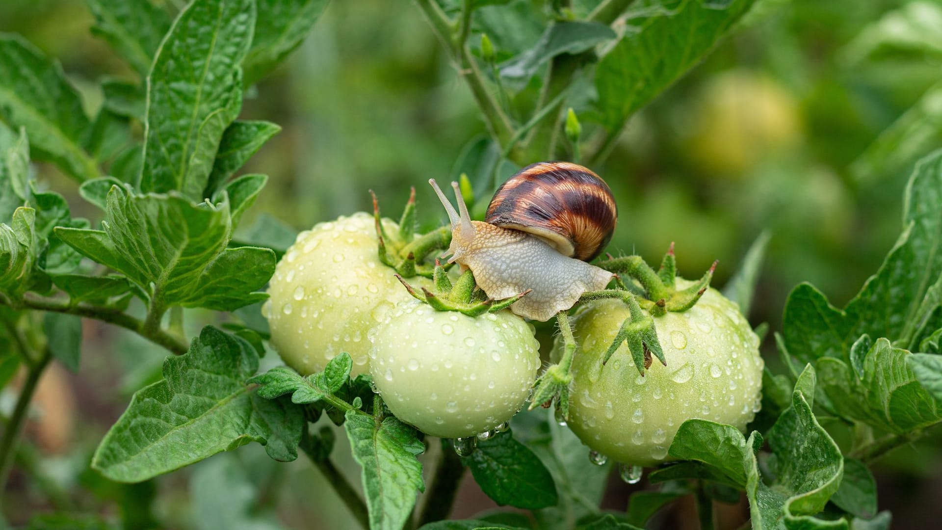 Gehäuseschnecken essen abgestorbene Pflanzenteile und halten so Ihre Beete gesund.