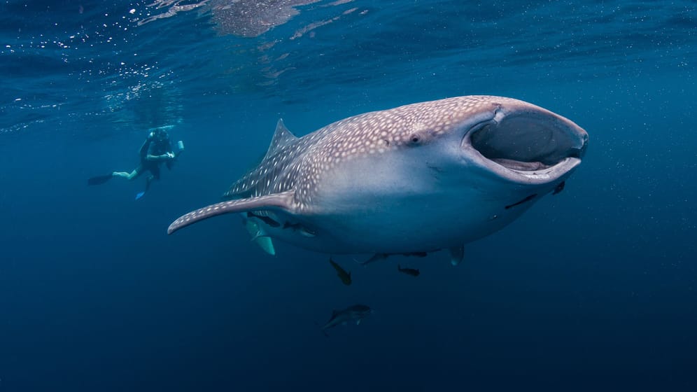 Ein Taucher hinter einem Walhai: In Mexiko können Touristen dem Riesen beispielsweise in der Küste von Cancún begegnen.