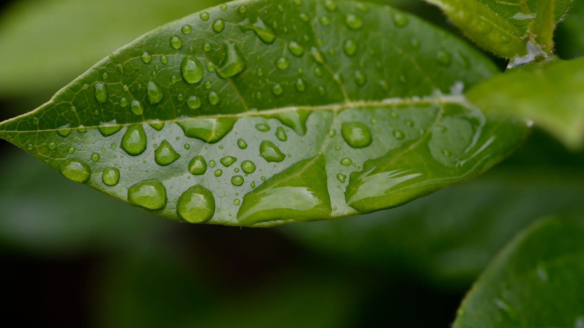 Regenwetter