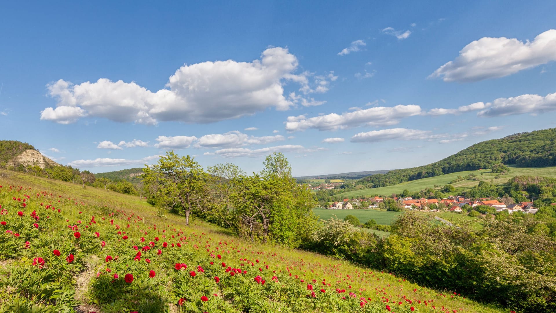 Pfingstrosenfeld (Symboldbild): Mit Temperaturen bis 27 Grad wird es im Süden richtig warm.