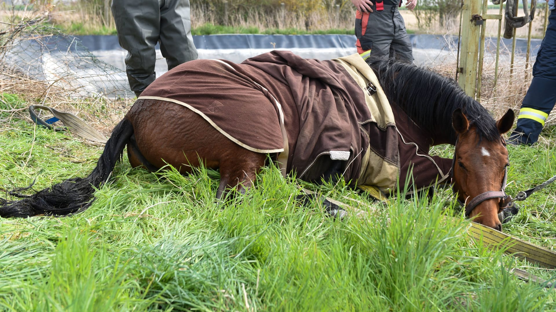 Ein Pferd liegt entkräftet auf einer Wiese (Symbolfoto): Einstazkräfte zogen das Tier aus einem Graben, später wurde es eingeschläfert.