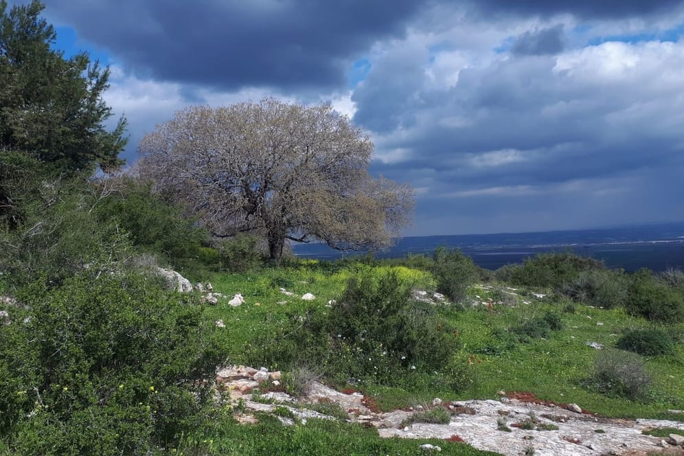 Eine begrünte Wiese vor einem dunkelblauen Himmel: Neue Wanderwege in Israel und Tschechien.