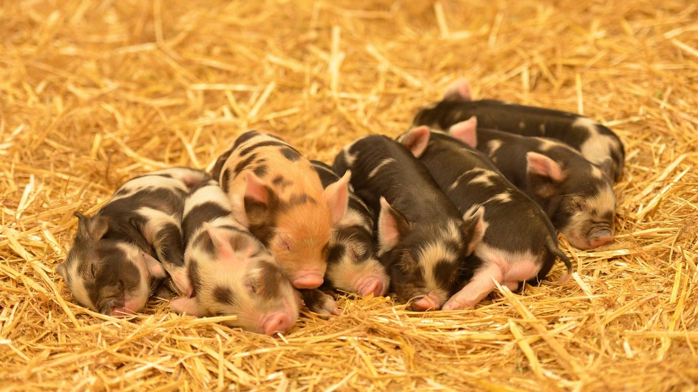 Noch am schlafen: Die acht Kunekune-Schweinchen im Tierpark Hellbrunn müssen sich sicher noch von der anstrengenden Geburt ausruhen.