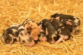 Noch am schlafen: Die acht Kunekune-Schweinchen im Tierpark Hellbrunn müssen sich sicher noch von der anstrengenden Geburt ausruhen.