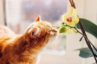 Katzen sind sehr neugierig und sollten Orchideen am besten nur aus der Ferne betrachten dürfen.